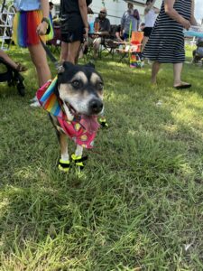 Dog in a rainbow bandana and yellow booties on the grass at the Pride pet parade.